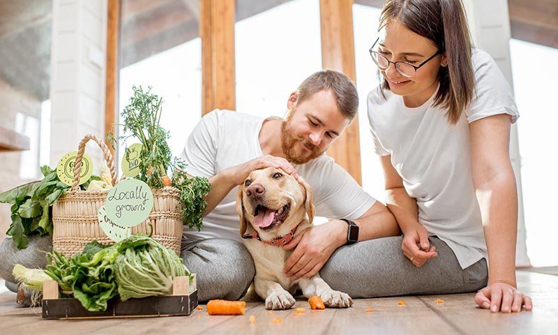 Soy vegano, ¿puede serlo mi perro?