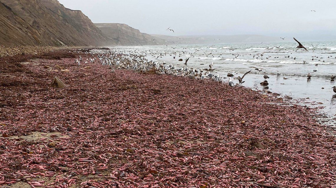 Conmoción por la aparición en grandes cantidades del pez pene en una playa de California