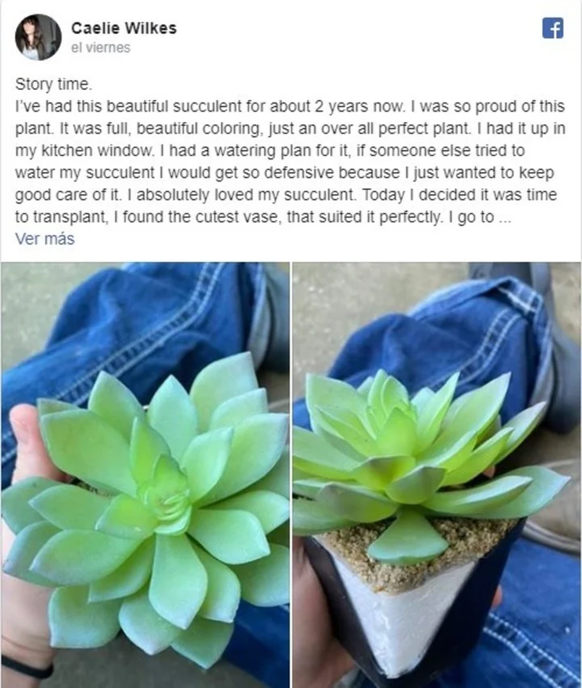 Caelie Wilkes compartió con sus amigos de Facebook su insólita historia con una planta que resulto ser falsa.