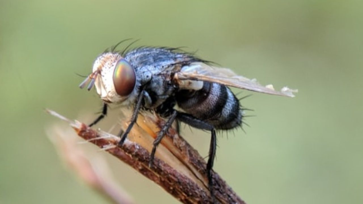 Con la llegada del calor y de las altas temperaturas, las moscas salen en búsqueda de refugio y de comida en las casas.