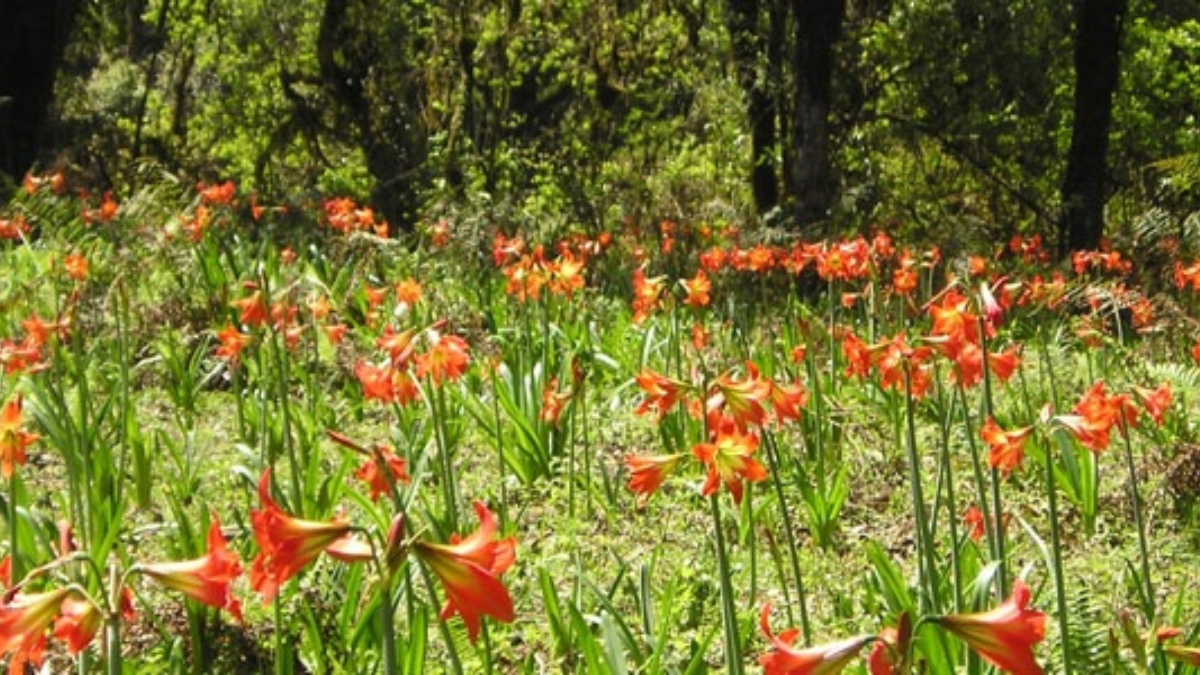 El Campo de Azucenas es un maravilloso paisaje que deja sorprendido a todos aquellos que deciden conocerlo.