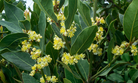 El laurel es una planta asociada históricamente a la protección, la sabiduría y la victoria.