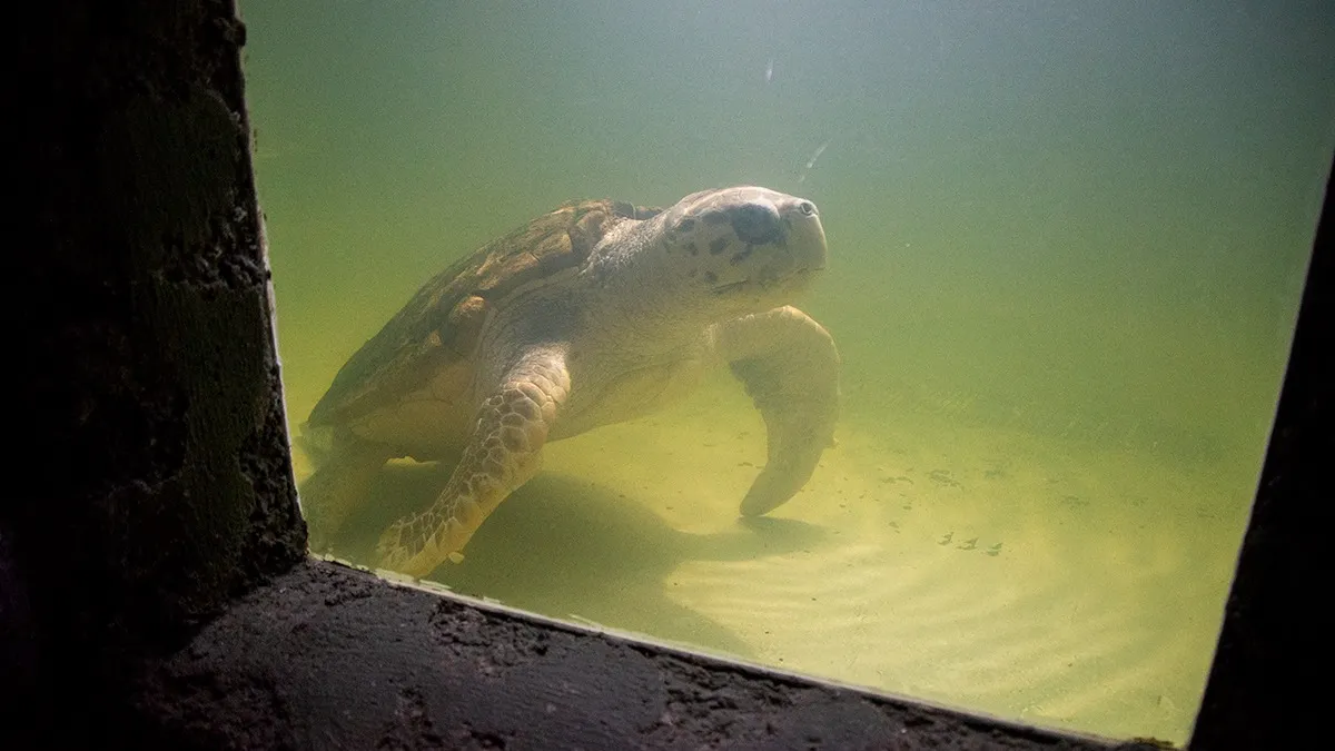 La especie no es autóctona dado que se cree que llegó arrastrado por las corrientes marinas desde el golfo de México en la década de 1980.
