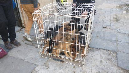 Buscan tipificar nuevas faltas por maltrato animal e incluirlas en el Código de Faltas de Santa Fe