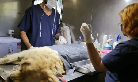 El imusa realizará atenciones gratuitas para animales en barrio Santa Rosa de Lima. El imusa realizará atenciones gratuitas para animales en barrio Santa Rosa de Lima.