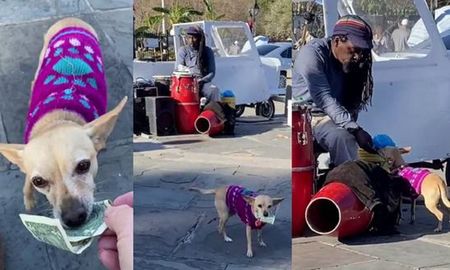 Video viral: un perro pasa la gorra para recolectar dinero durante un show musical callejero. Video viral: un perro pasa la gorra para recolectar dinero durante un show musical callejero.