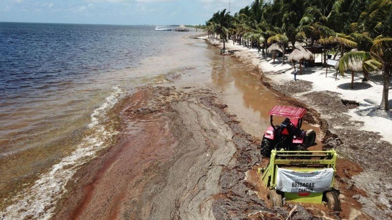 Qué es el sargazo, la plaga que inunda el Caribe mexicano y parece imposible de detener