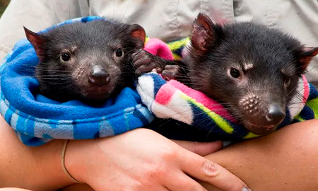 Desde 2008, los marsupiales aparecen en la lista roja de las especies en peligro de extinción que elabora la Unión Internacional para la Conservación de la Naturaleza (UICN). Desde 2008, los marsupiales aparecen en la lista roja de las especies en peligro de extinción que elabora la Unión Internacional para la Conservación de la Naturaleza (UICN).