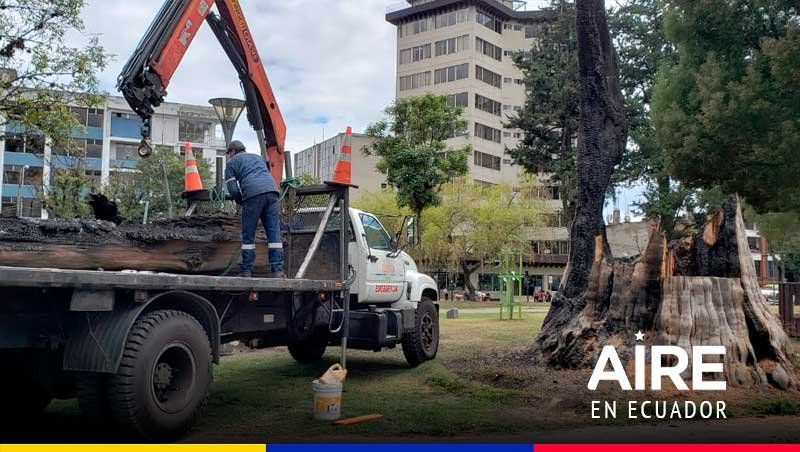 Un árbol emblemático de Quito que fue quemado y ahora se transformó en un símbolo de la paz