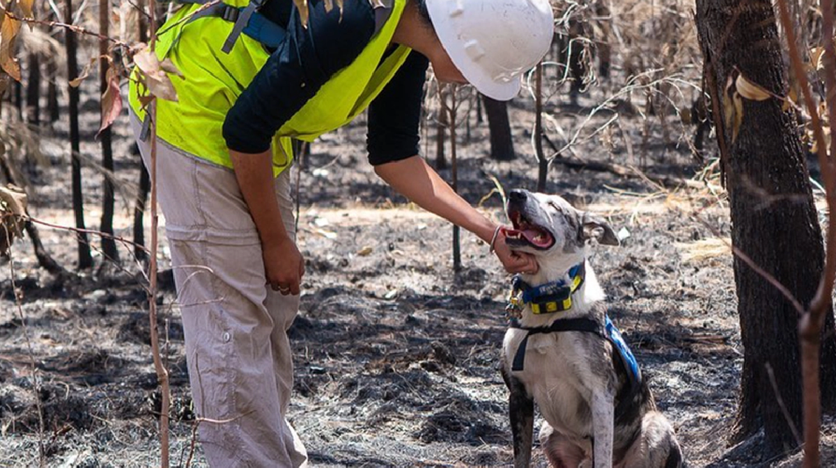 El&nbsp;Fondo Internacional para el Bienestar Animal&nbsp;le entreg&oacute; a este can el premio a la "acci&oacute;n animal", luego de haber rescatado a m&aacute;s de 100&nbsp;koalas&nbsp;que se encontraban en situaci&oacute;n de peligro.