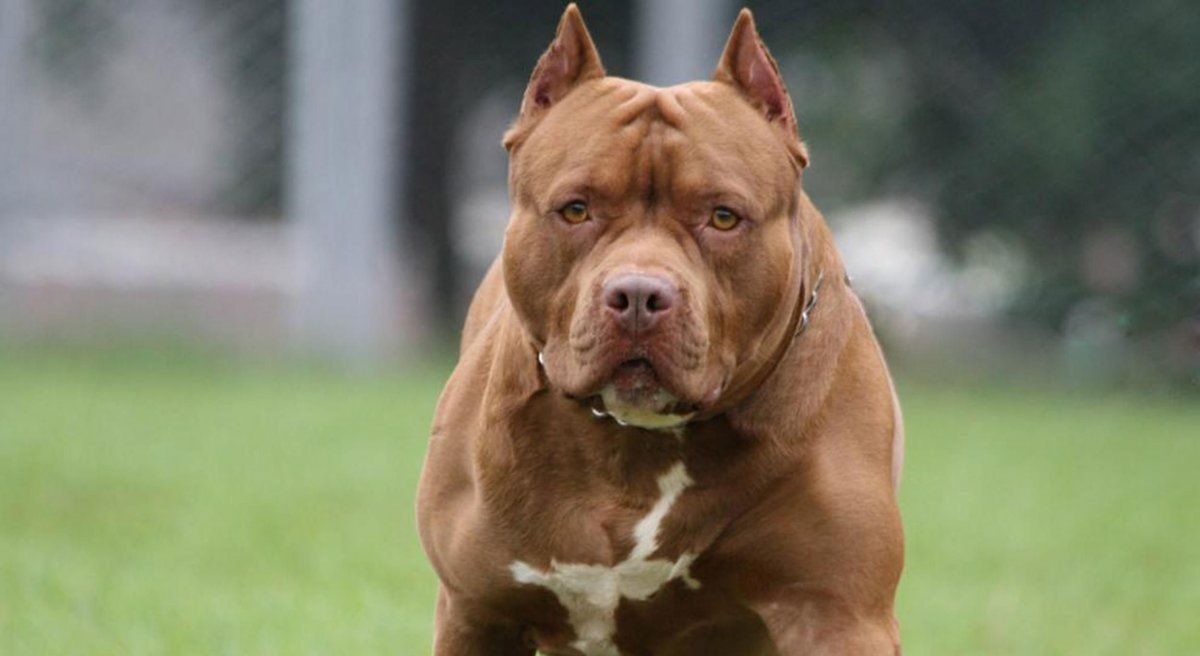 La raza pitbull, una de las más apuntadas en las listas de