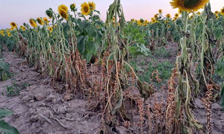 alerta por una plaga del girasol detectada en bolivia: cual es el riesgo para argentina alerta por una plaga del girasol detectada en bolivia: cual es el riesgo para argentina