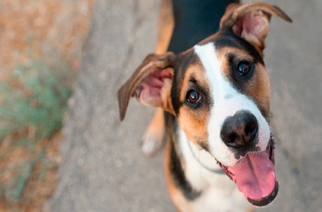 Los mestizos engloban características únicas y exclusivas