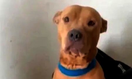 En perro aprovechó que sus dueños no estaban en casa y devoró todos los billetes que encontró en la casa: destrozó alrededor de 30 mil pesos. En perro aprovechó que sus dueños no estaban en casa y devoró todos los billetes que encontró en la casa: destrozó alrededor de 30 mil pesos.