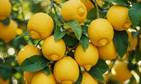 Cada cuánto hay que regar el limonero en otoño para que se mantenga saludable. Cada cuánto hay que regar el limonero en otoño para que se mantenga saludable.