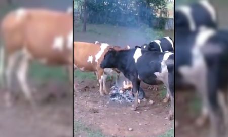 Faltaba la guitarra: vacas no aguantaron el frío y se juntaron alrededor de un fuego para calentarse Faltaba la guitarra: vacas no aguantaron el frío y se juntaron alrededor de un fuego para calentarse