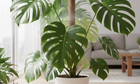 Las raíces aéreas permiten que la monstera se sujete a troncos y absorba humedad del ambiente, tal como ocurre en la naturaleza.