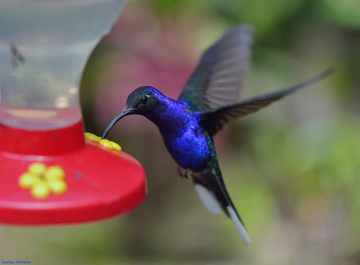 El colibrí azul es conocido por traer muchas cosas positivas.