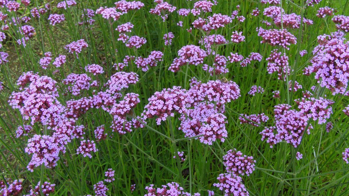 Flores resistentes al sol que alegran cualquier jardín en primavera.