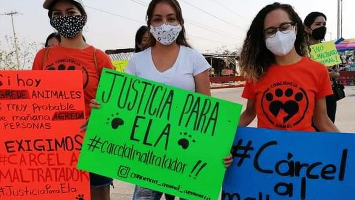 El maltrato animal es un síntoma de un núcleo familiar perturbado y disfuncional, que suele estar asociado a la violencia doméstica y hasta de género, por lo que trabajan en colaboración con la Fiscalía General de Justicia