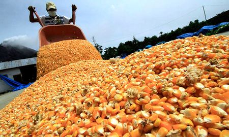 El segundo producto más exportado el año pasado, de acuerdo con el INDEC, fue el maíz. El segundo producto más exportado el año pasado, de acuerdo con el INDEC, fue el maíz.