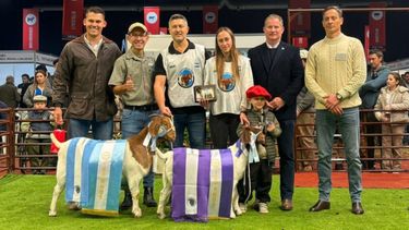 Cabañas santafesinas dominaron la raza Boer en Palermo y se quedaron con los máximos premios