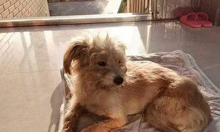 Este perrito logró una hazaña hasta encontrar la puerta de la casa de su familia Este perrito logró una hazaña hasta encontrar la puerta de la casa de su familia
