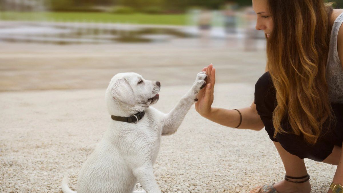 La mentalidad de manada es la razón principal.
