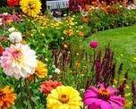 Sus flores rojas atraen colibríes y pueden llenar el jardín de color durante gran parte del año.