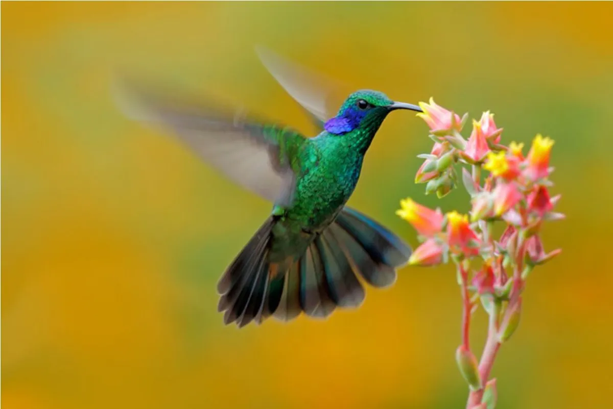La visita de un colibrí puede estar relacionada con algún mensaje espiritual.