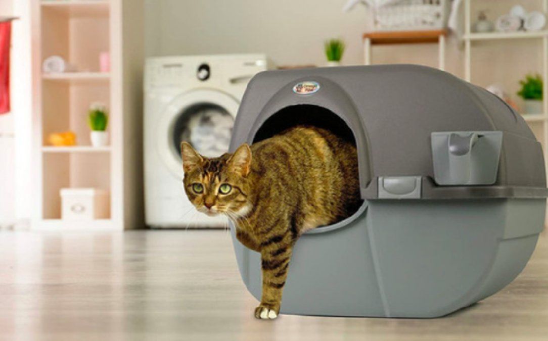 Qué accesorios son indispensables si tenes un gato como mascota