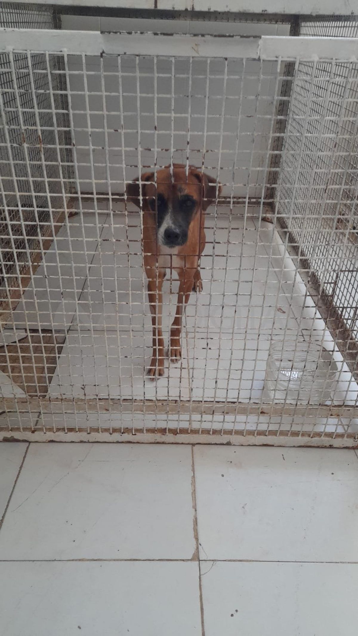 Desde el IMUSA apelaron a la solidaridad de los vecinos para poder brindarles un hogar de tránsito o adoptivo.