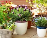 Estas plantas son perfectas para sembrar en invierno y tener un jardín explotado de flores en primavera. Estas plantas son perfectas para sembrar en invierno y tener un jardín explotado de flores en primavera.