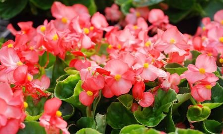 Las begonias puede dar flores en interior si reciben la luz, el riego y el ambiente adecuados. Las begonias puede dar flores en interior si reciben la luz, el riego y el ambiente adecuados.