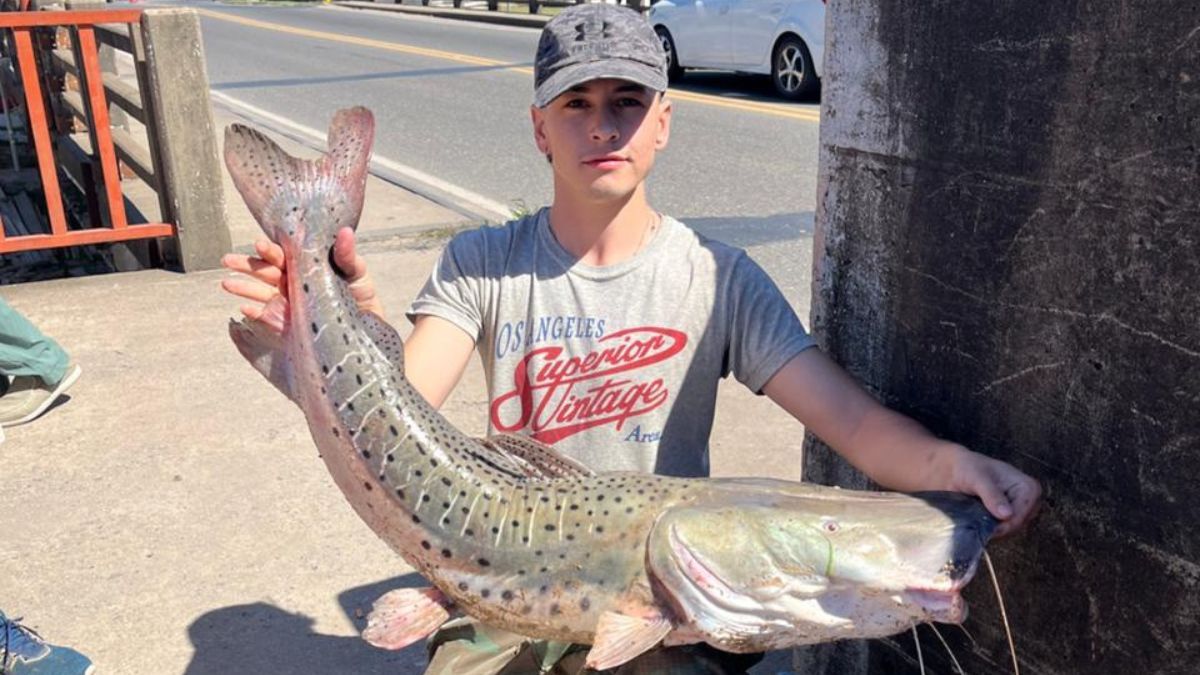 Un pescador logró sacar un surubí de más de 7 kilos desde el Puente Carretero sobre el río Salado.