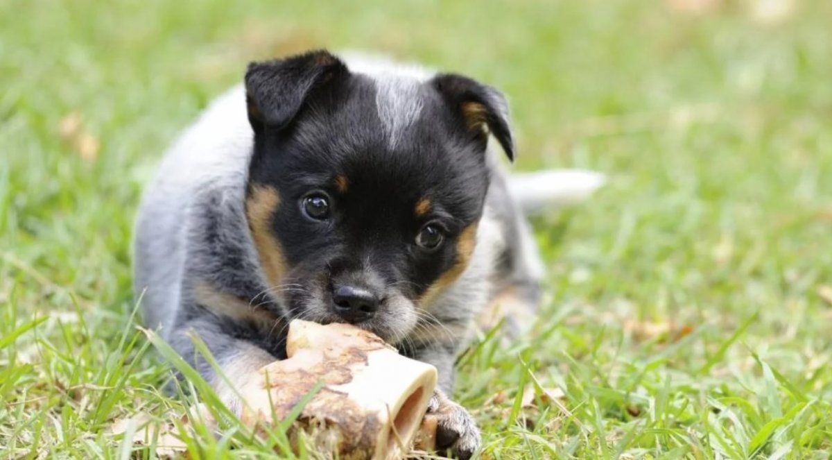 perrito.jpg