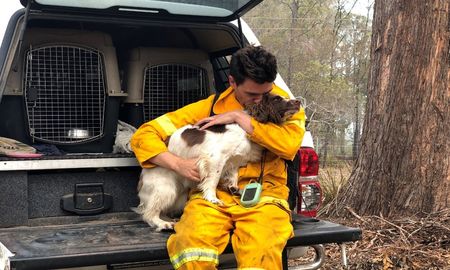 incendios en australia: taylor, la perra que rescata koalas del fuego incendios en australia: taylor, la perra que rescata koalas del fuego