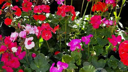 Cómo hacer para que tu malvón tenga flores casi todo el año