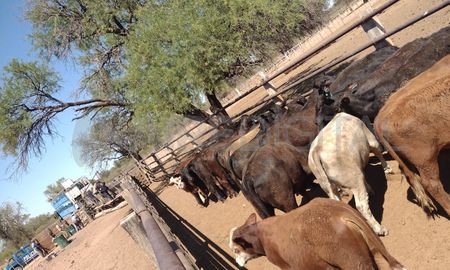Las 83 vacas fueron encontradas en un campo de Chuña, localidad de la provincia de Córdoba. Las 83 vacas fueron encontradas en un campo de Chuña, localidad de la provincia de Córdoba.