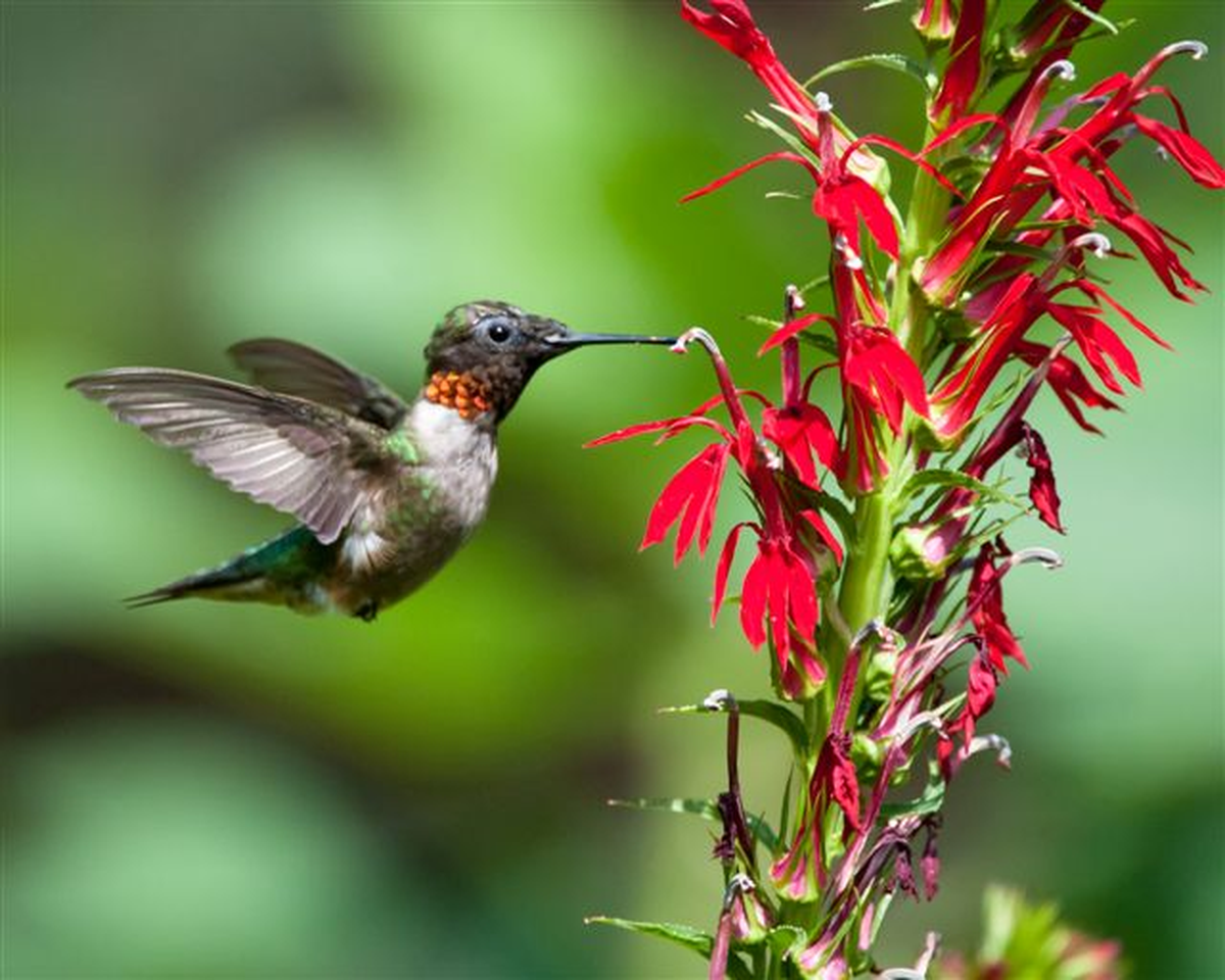 El colibrí habita por todo el continente americano, con la mayor diversidad de especies concentrándose en la zona ecuatoriana.