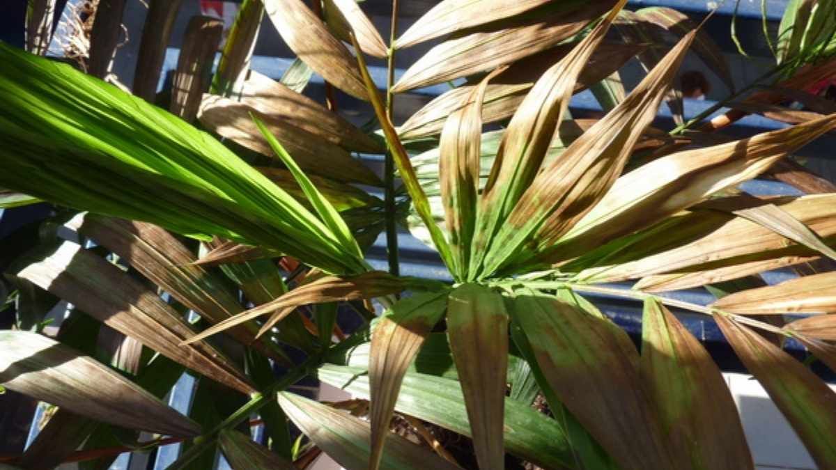 El ba&ntilde;o de inmersi&oacute;n permite que el agua llegue directamente al coraz&oacute;n de las ra&iacute;ces, rehidratando la tierra compactada por el sol de forma pareja.