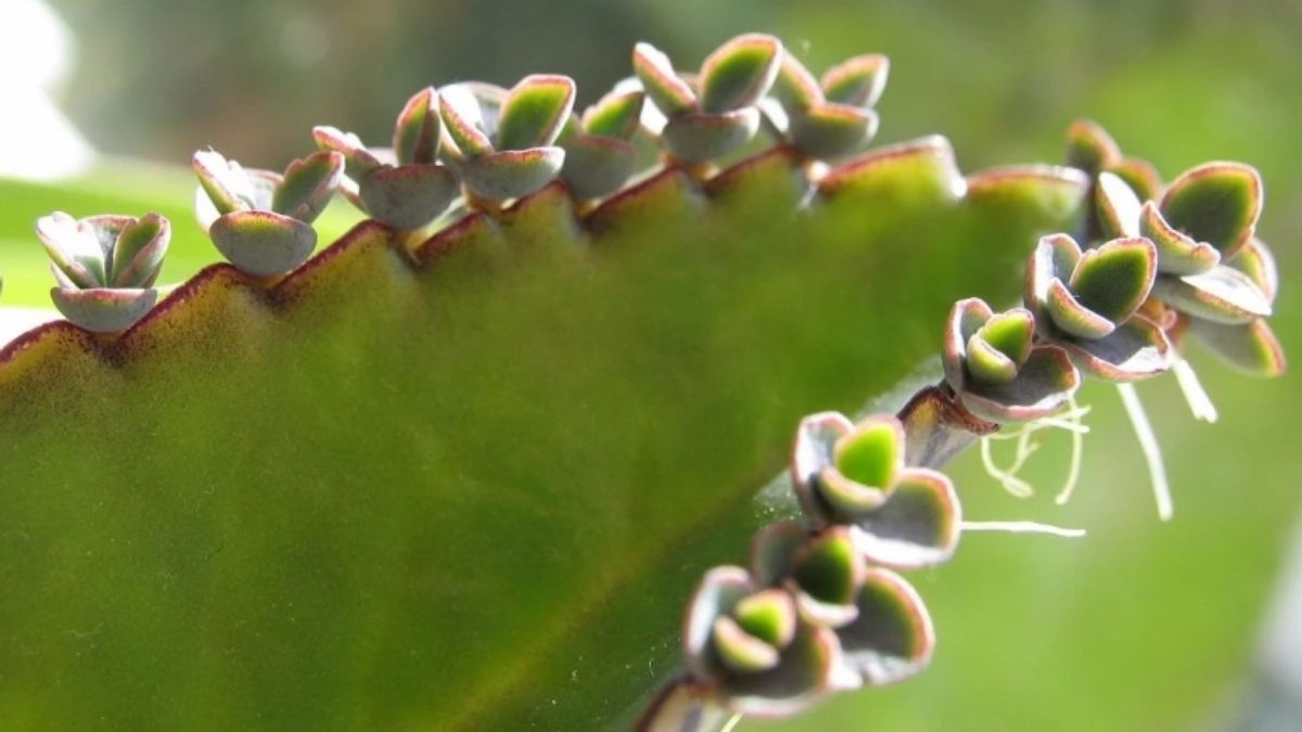 Una suculenta que se multiplica sola gracias a sus hijitos en los bordes de las hojas.
