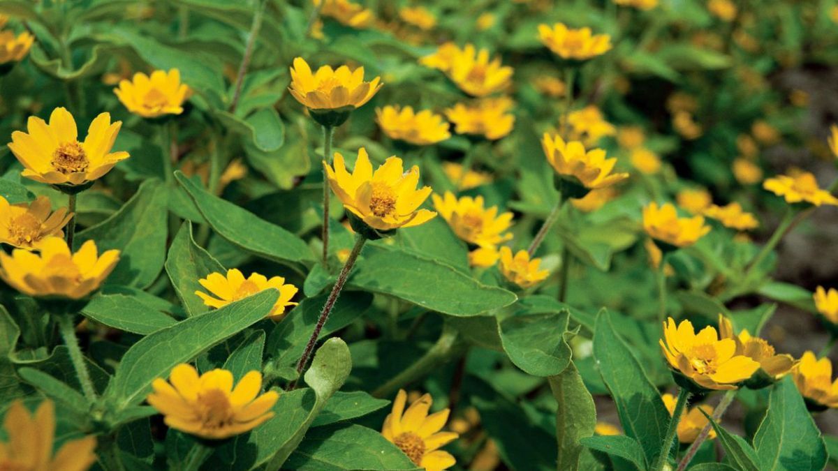 Melampodium, la estrella dorada que crece rápido y resiste el calor del verano. Melampodium, la estrella dorada que crece rápido y resiste el calor del verano.