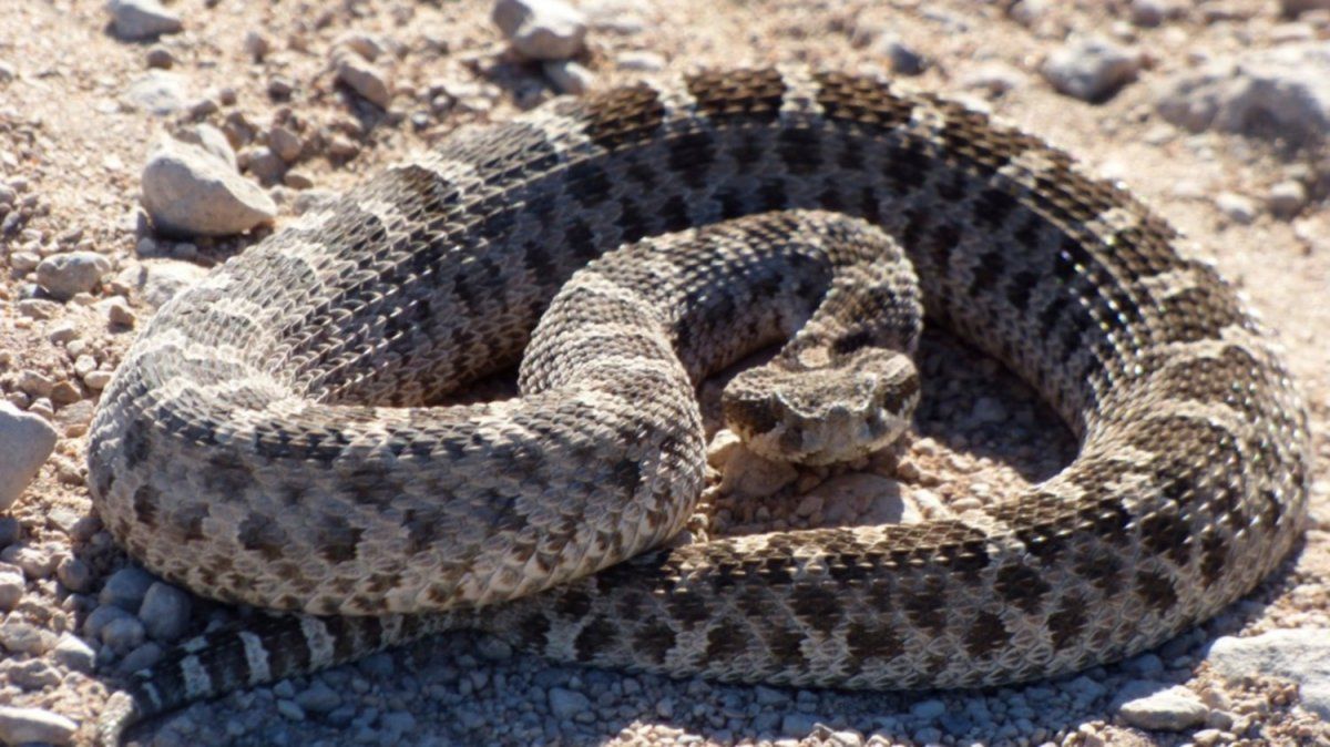 El cazador más desafortunado de EE.UU. salta una zanja y es mordido en la cabeza por una serpiente venenosa