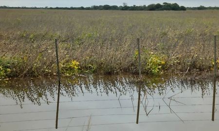 La declaración de emergencia agropecuaria en cuatro departamentos de Santa Fe empieza a reflejarse con testimonios de productores. La declaración de emergencia agropecuaria en cuatro departamentos de Santa Fe empieza a reflejarse con testimonios de productores.
