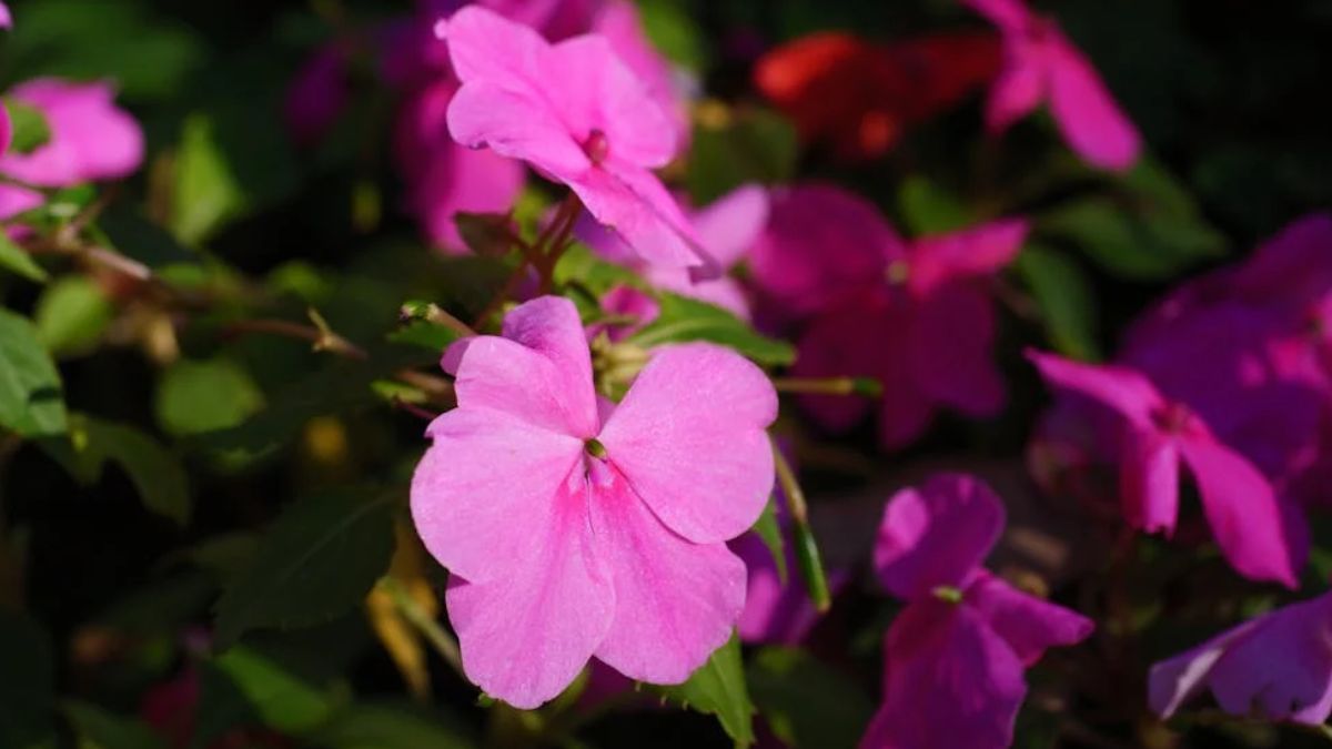 Alegría del hogar: la planta que florece los 365 días del año (Foto: Pexels).