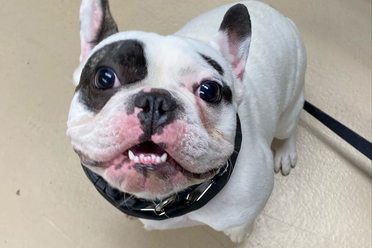 Ralphie es un perro neoyorquino que se volvió viral por haber agotado a tres adoptantes diferentes.