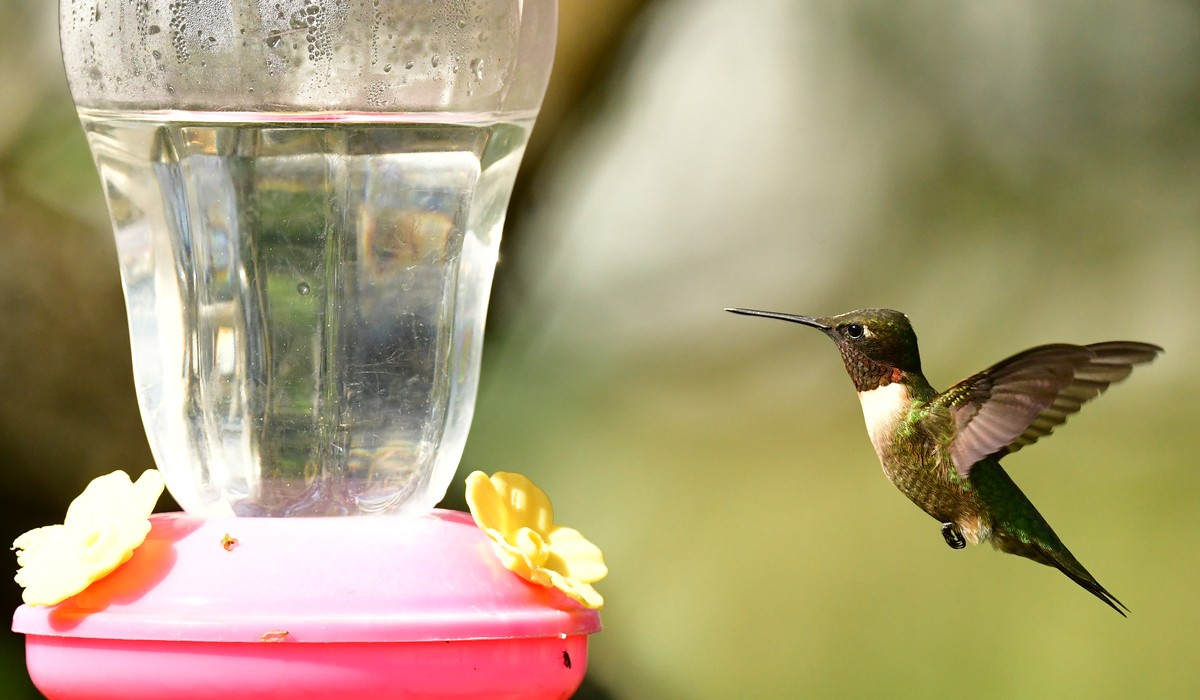 Los colibrís son conocidos por sus maravillosos significados.