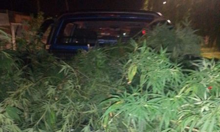 Secuestraron 11 plantas de marihuana y una motocicleta en barrio Santa Marta de la ciudad de Santa Fe. Secuestraron 11 plantas de marihuana y una motocicleta en barrio Santa Marta de la ciudad de Santa Fe.