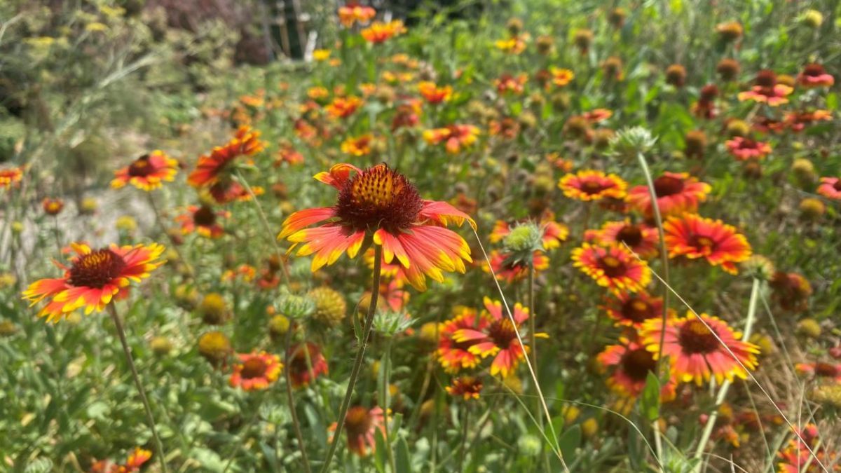 Plantas que llenan de color el jardín sin necesidad de riego constante.